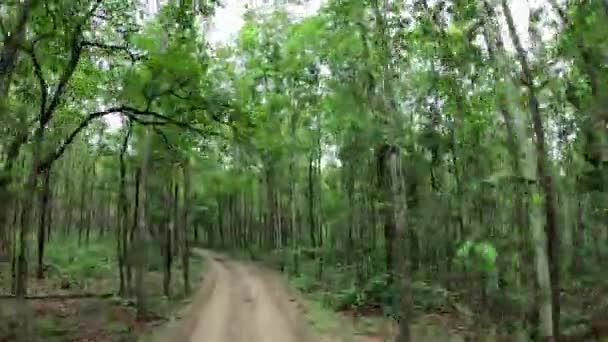 Conduire 0n chemin de terre dans la forêt tropicale