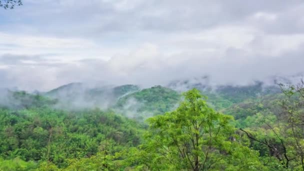 Tropisch Regenwoud Met Mist — Stockvideo