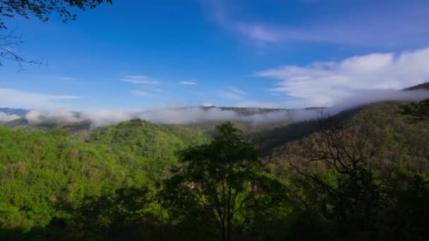 Tropisch Regenwoud Met Mist — Stockvideo