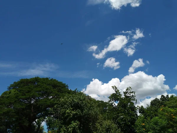 Blå Himmel Och Moln Över Träd — Stockfoto