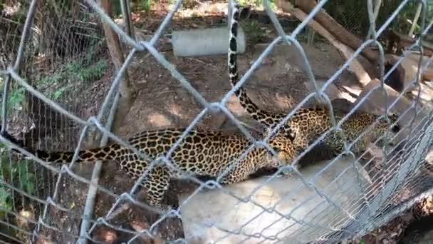 Leopardo Numa Gaiola — Vídeo de Stock
