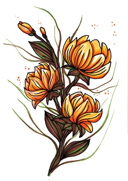 Beyaz arka plan üzerinde izole güzel portakal lily çiçek — Stok fotoğraf