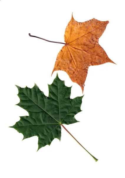 Hojas rojas y amarillas de otoño aisladas sobre blanco — Foto de Stock