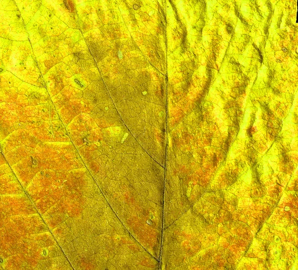 Rosso e arancione autunno lascia lo sfondo. paesaggio autunnale con foglie colorate luminose. Estate indiana . — Foto Stock