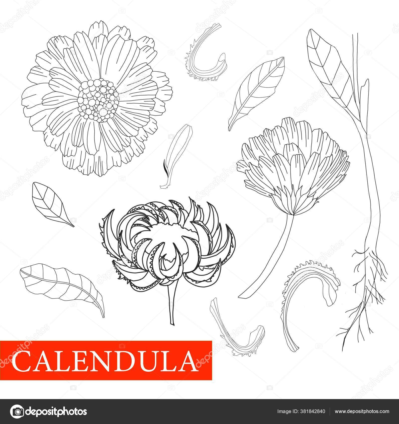 Desenho Para Colorir Flores - Calêndula, Margaridas, Rosas e mais