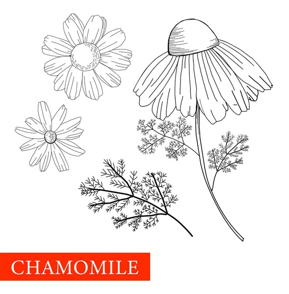 Camomille Est Noire Blanche Illustration Botanique Bon Pour Les Cosmétiques — Image vectorielle