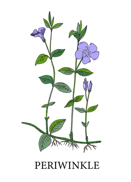 Fleur Pervenche Illustration Botanique Des Pervenches Plantes Médicinales Médecine Alternative — Image vectorielle