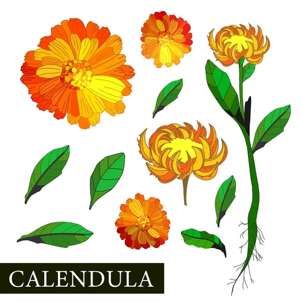 Ringelblume Botanische Illustration Der Ringelblume Heilpflanzen Alternative Medizin Orangefarbene Blume — Stockvektor