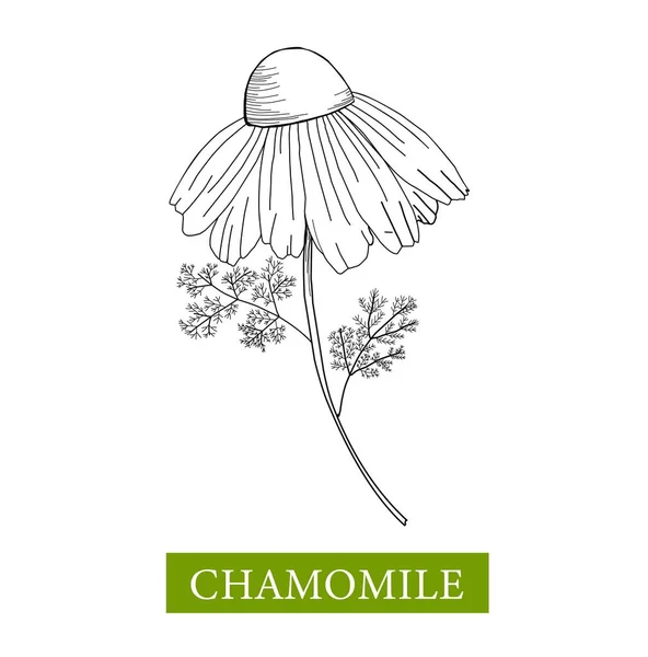 Illustration Vectorielle Camomille Sur Fond Blanc Dessin Linéaire Marguerite Livre — Image vectorielle
