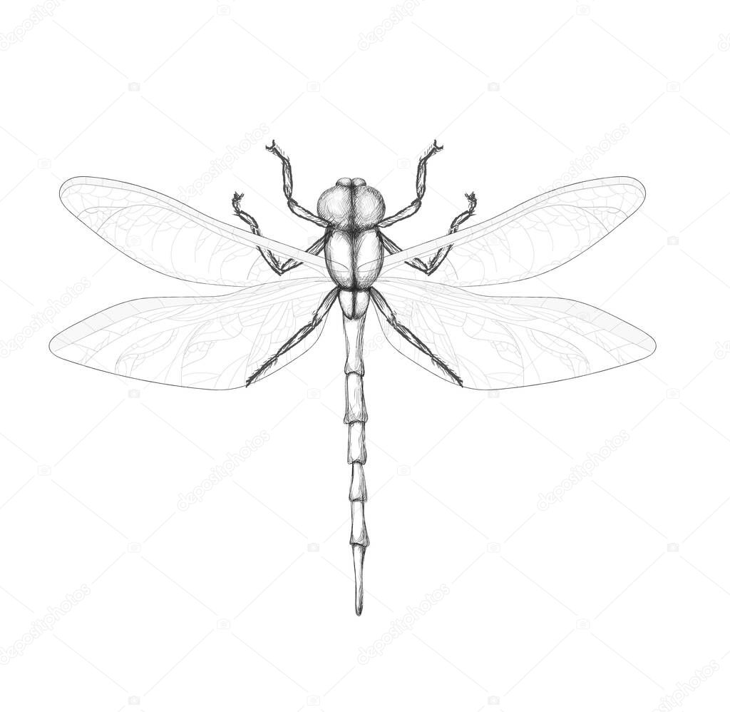 dragonfly on a white background. Pencil drawing dragonfly. Winged insect.