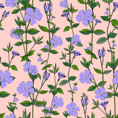 Pembe arka planda mavi çiçekler. Periwinkle. Kusursuz yaz düzeni.