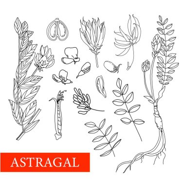 Astragalus. Şifalı bitkiler. Yabani Çiçekler vektör illüstrasyonu Botanik illüstrasyon