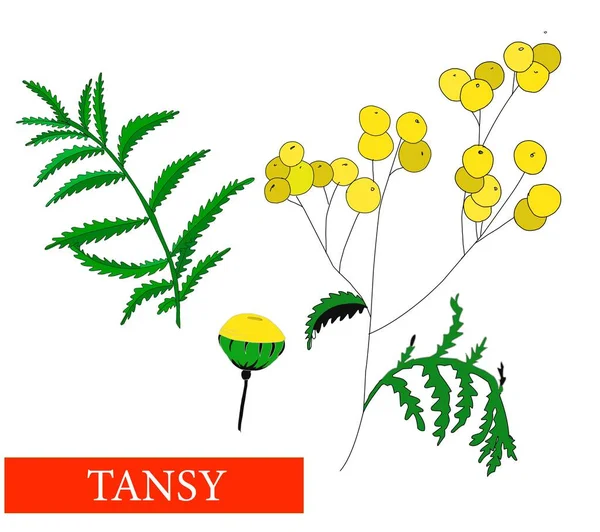 Fleur Tanaisie Plantes Médicinales Tansy Fleurs Sauvages Isolé Sur Illustration — Image vectorielle