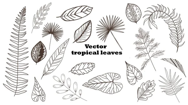 Ensemble Feuilles Tropicales Vectorielles Collection Feuilles Palmier Isolé Sur Fond — Image vectorielle