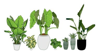 Alocasia, Dieffenbachia, Strelitzia ve Haworthia. Beyaz arka planda izole bir saksıda saksı bitkisi koleksiyonu. Ev çiçekleri toplanır