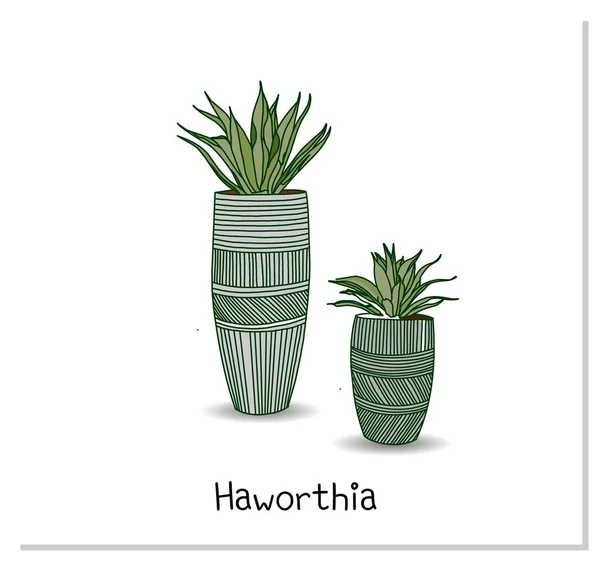 Haworthia Sukkulent Indoor Topfpflanze Isoliert Auf Weißem Hintergrund Hausblumen Cliparts — Stockvektor