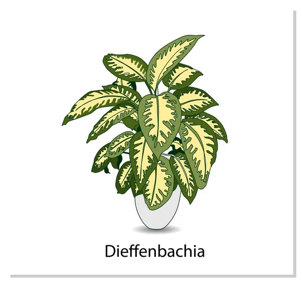 Dieffenbachia Indoor Topfpflanze Isoliert Auf Weißem Hintergrund Hausblumen Cliparts — Stockvektor