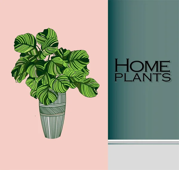 Moderne Trendy Planten Het Interieur Het Concept Van Tuinieren Plantenteelt — Stockvector