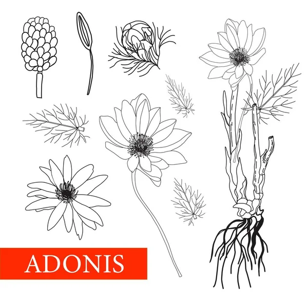 Adonis Illustration Botanique Médecine Populaire Traitement Aromathérapie Conception Emballage Bouquet — Photo