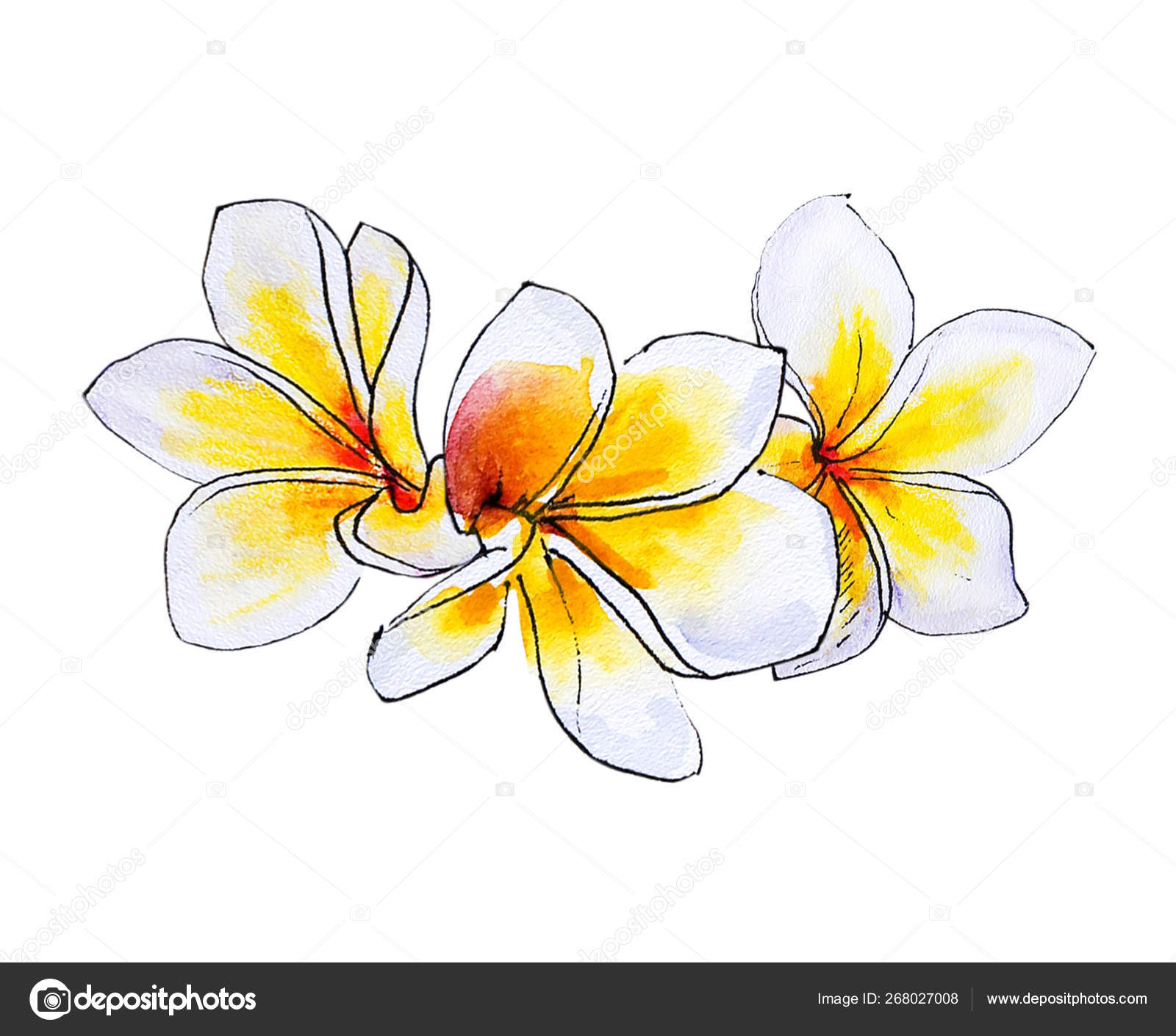 白色背景上的羽花插图 图库照片 C Dikkiddivo 白色背景上的羽花插图 图库照片 C Dikkiddivo