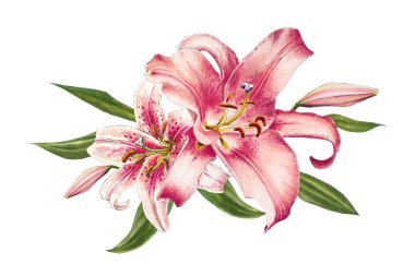 beyaz arka plan üzerinde pembe zambak illüstrasyon