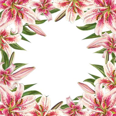 beyaz arka plan üzerinde pembe zambak çerçeve