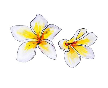 beyaz arka plan üzerinde plumeria çiçek illüstrasyon