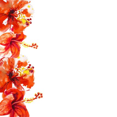 Hibiscus çiçek çerçevesi beyaz izole