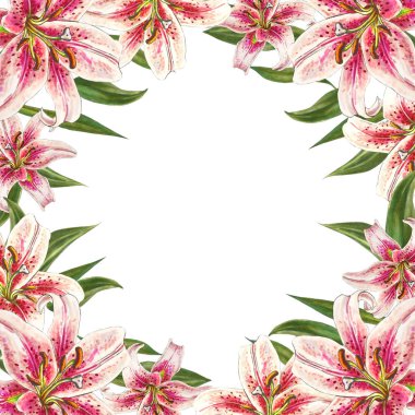 beyaz arka plan üzerinde pembe zambak çerçeve