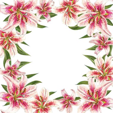 beyaz arka plan üzerinde pembe zambak çerçeve