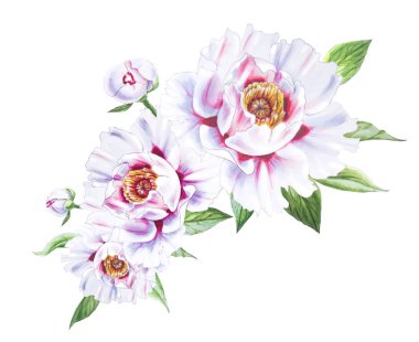 Beyaz arkaplanda beyaz şakayık çiçekleri çizimi