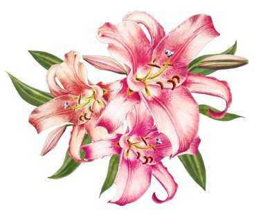 beyaz arka plan üzerinde pembe zambak illüstrasyon