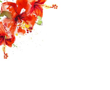 Ebegümeci çiçekleri beyaz arka plan üzerine illüstrasyon