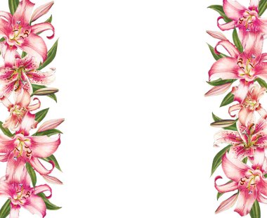 beyaz arka plan üzerinde pembe zambak çerçeve