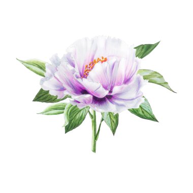 Beyaz arkaplanda beyaz şakayık çiçekleri çizimi