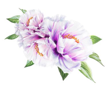 Beyaz arkaplanda beyaz şakayık çiçekleri çizimi