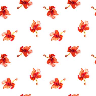 Hibiscus çiçek çerçevesi beyaz izole