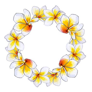 plumeria çiçek çerçeve beyaz izole