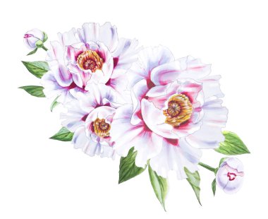 Beyaz arkaplanda beyaz şakayık çiçekleri çizimi