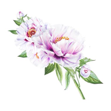 Beyaz arkaplanda beyaz şakayık çiçekleri çizimi