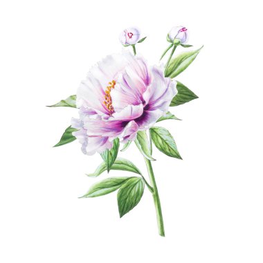 Beyaz arkaplanda beyaz şakayık çiçekleri çizimi