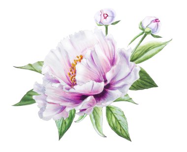 Beyaz arkaplanda beyaz şakayık çiçekleri çizimi