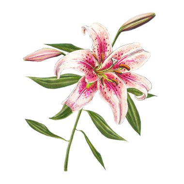 beyaz arka plan üzerinde pembe zambak çiçek illüstrasyon