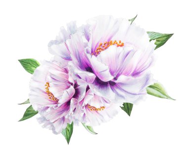 Beyaz arkaplanda beyaz şakayık çiçekleri çizimi