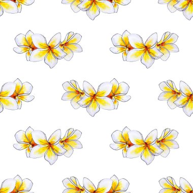 plumeria çiçek çerçeve beyaz izole