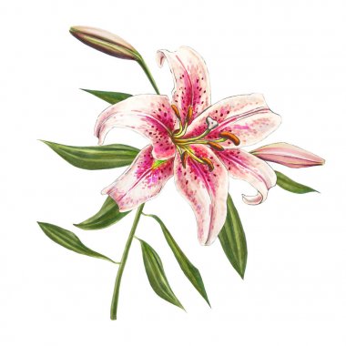 beyaz arka plan üzerinde pembe zambak çiçek illüstrasyon