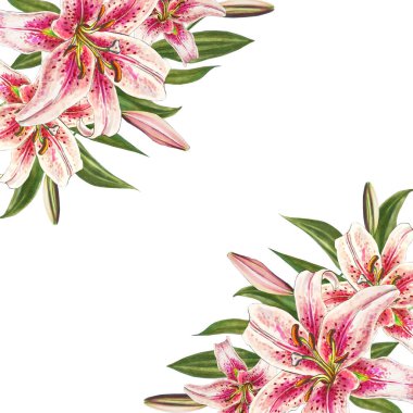 beyaz arka plan üzerinde pembe zambak illüstrasyon