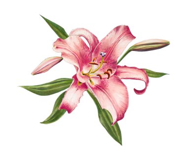 beyaz arka plan üzerinde pembe zambak çiçek illüstrasyon