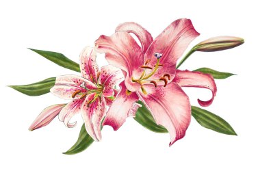 beyaz arka plan üzerinde pembe zambak illüstrasyon