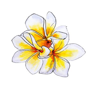 beyaz arka plan üzerinde plumeria çiçek illüstrasyon